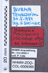 Etikett zu Megapenthes funebrioides (Schimmel, 2004)